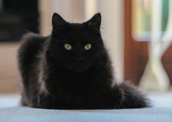 Black Cat