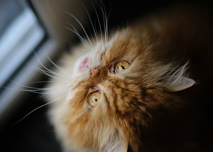 Cute Cat