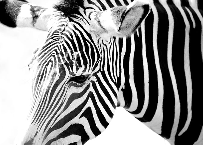 Black and white Zebra Port