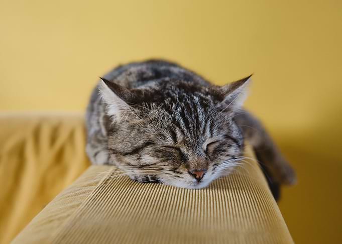 Cute Cat