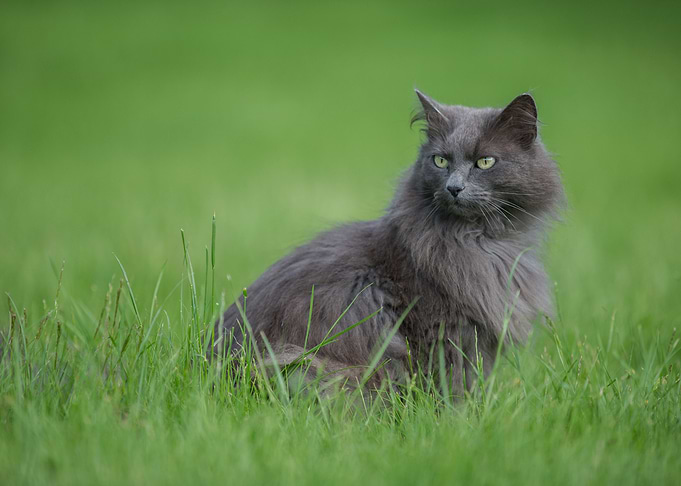 Cute Cat