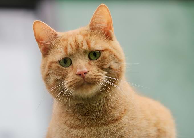 Cute Cat