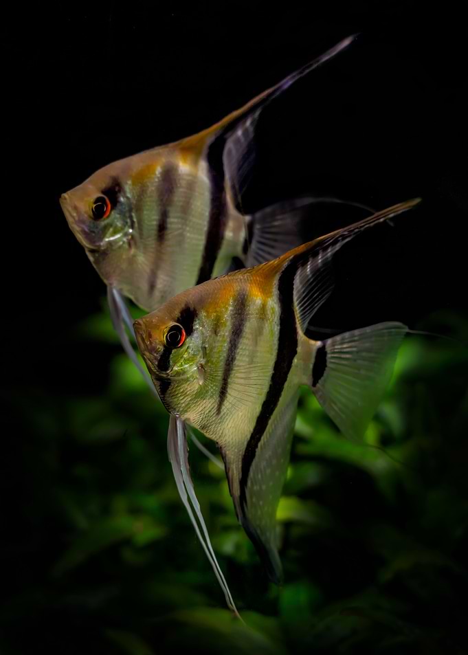 A nice couple