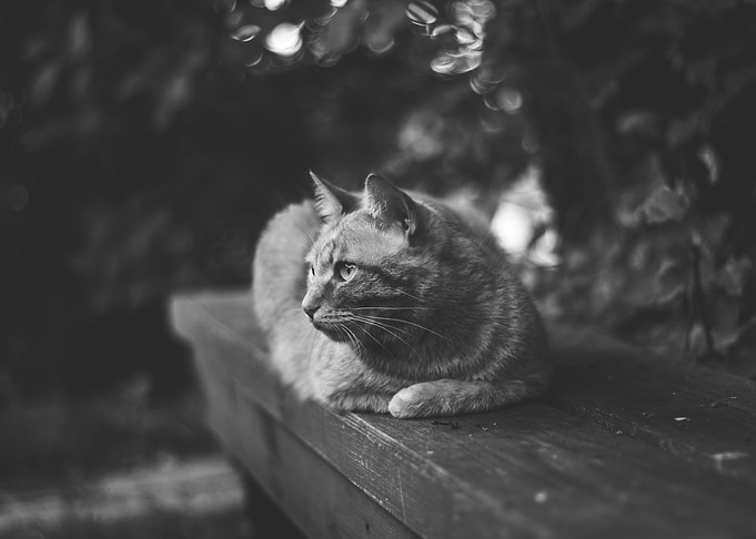 Cat Black and White photo