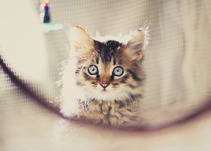 Cute Cat