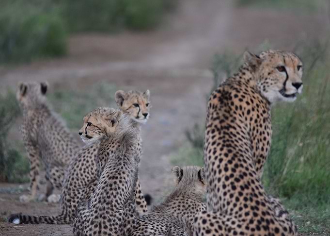 Cheetah Ridge