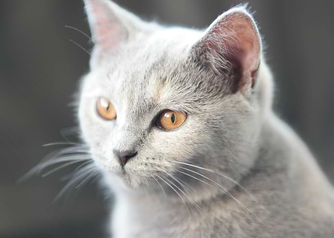Cute Cat