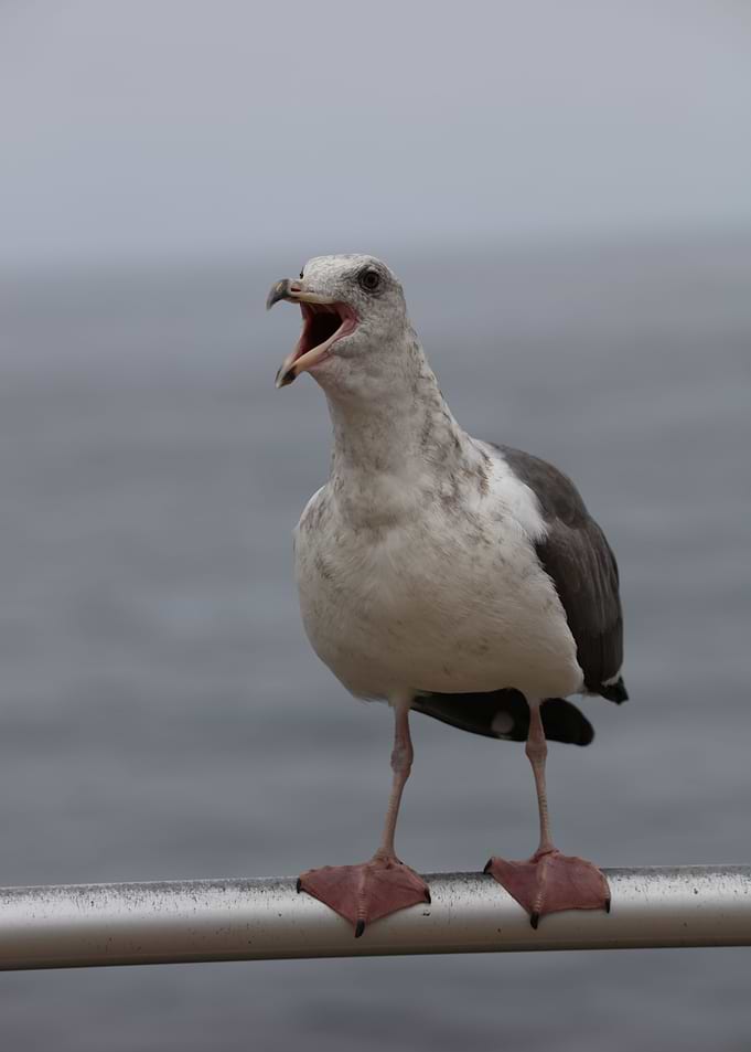 Sea gull