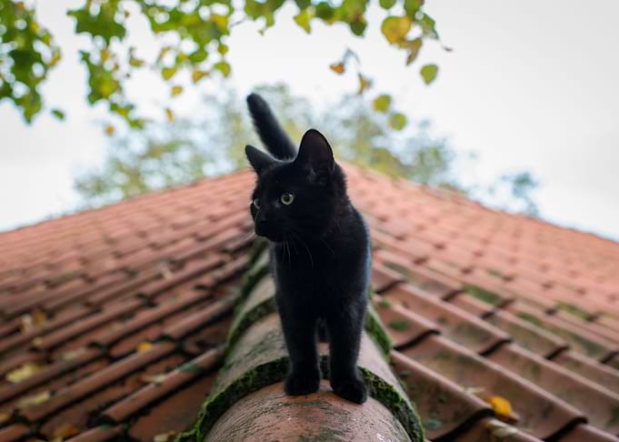 Black Kitten