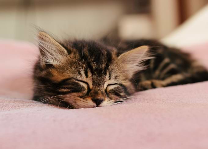 Cute Cat