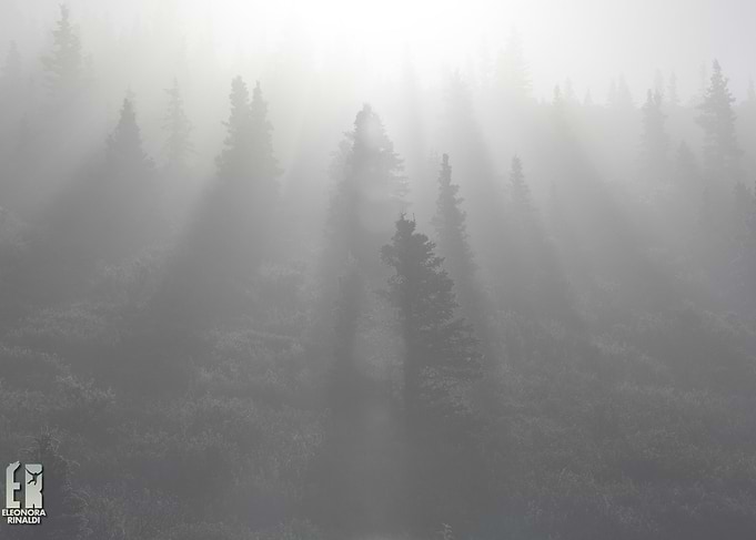 Alaskan Dawn