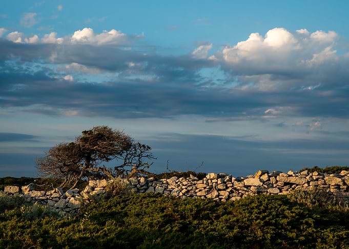 Stone tree cloud