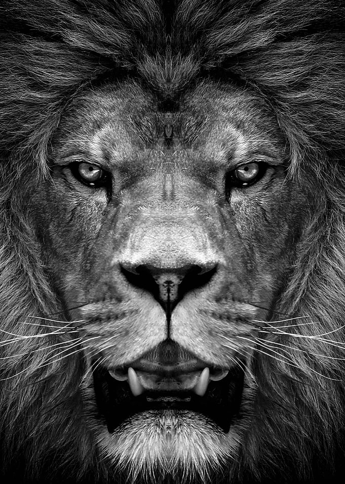 wild lion face