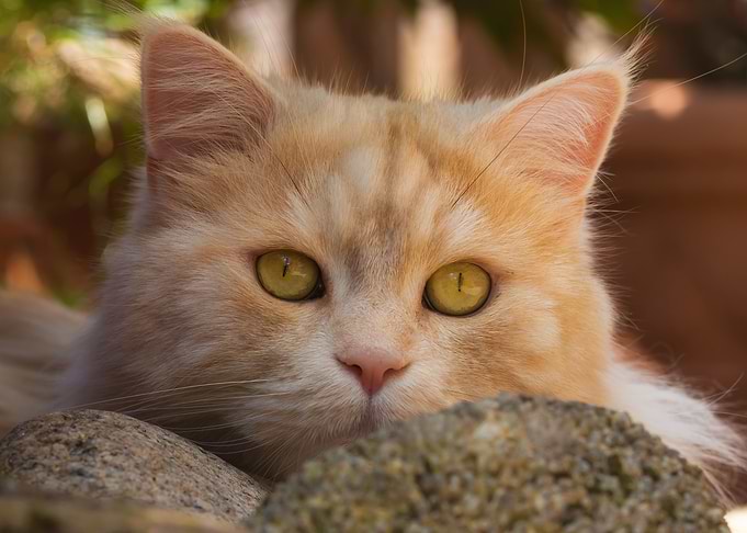 Cute Cat