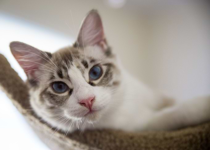 Cute Cat