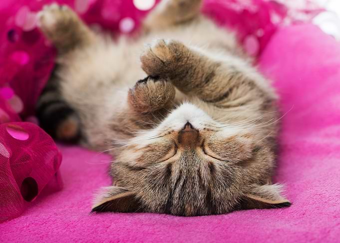 Cute Cat