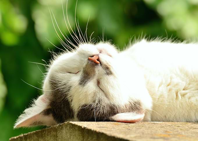 Cute Cat