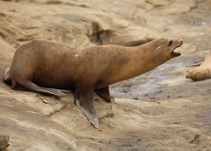 California Sea Lion