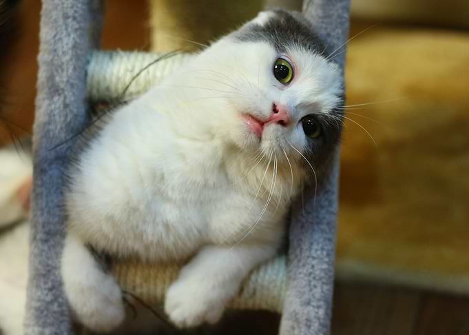 Funny Cat