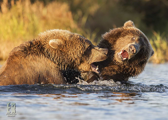 Bear Games