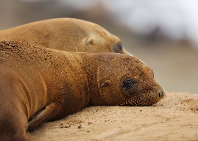 California sea lion