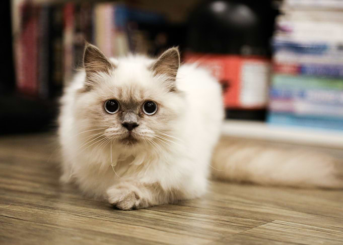 Cute Cat