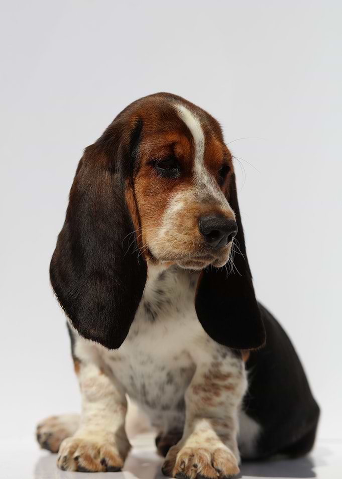 Hush Puppy