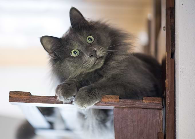 Funny Cat
