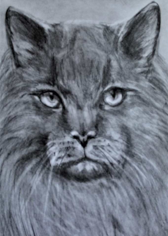 angry cat