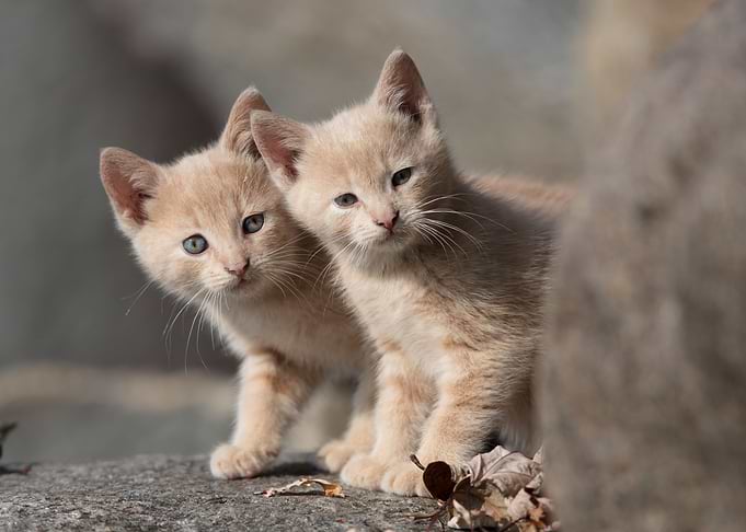 Kittens