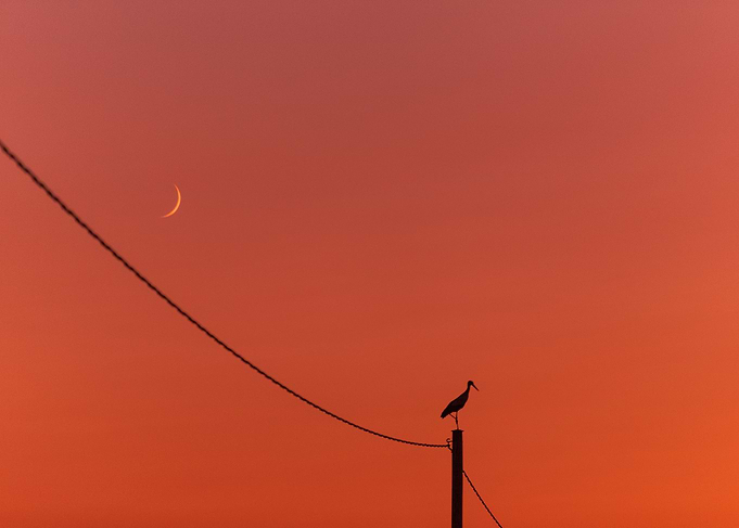 The Sun The Moon The Stork