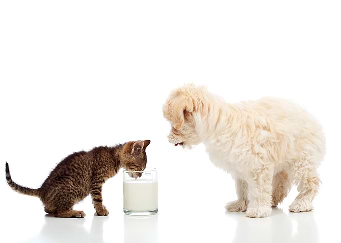 Kitten and Puppy