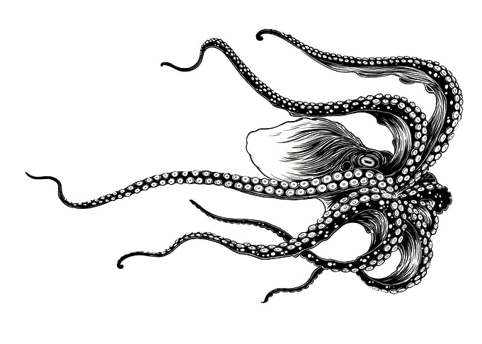 octopus