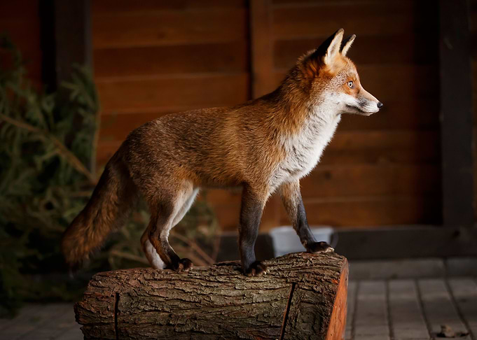 FOX