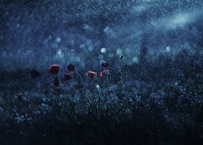 Night Poppies Meadow