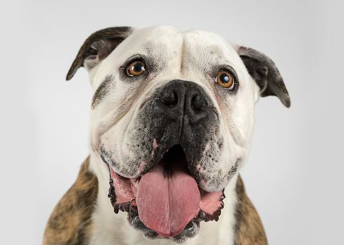 Bulldog