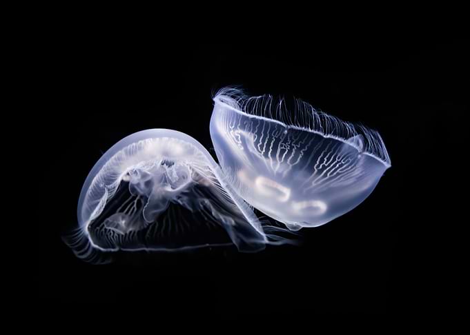 Jelly 75