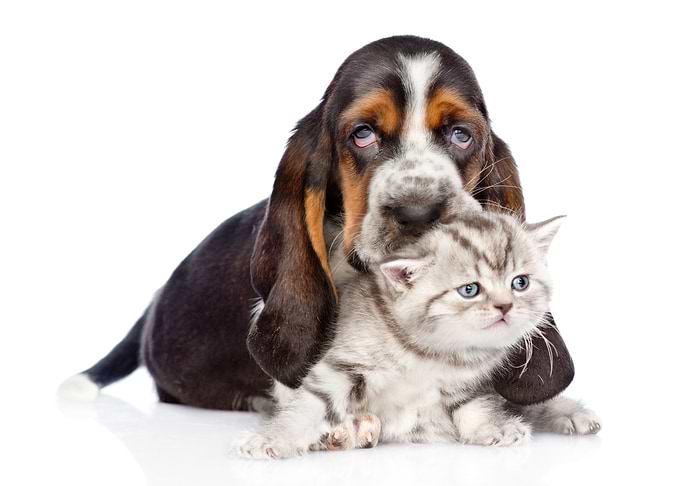 Cute pets