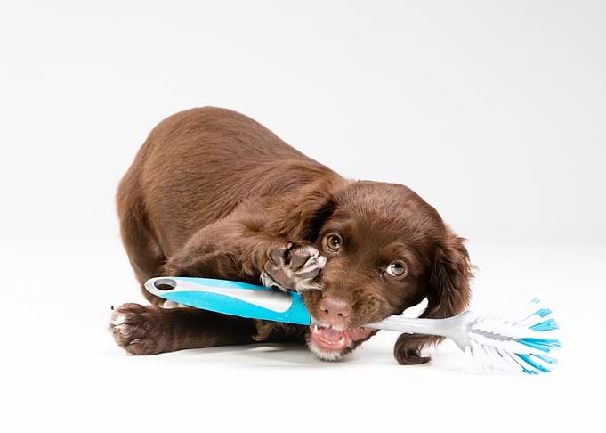 Funny Cute Dog