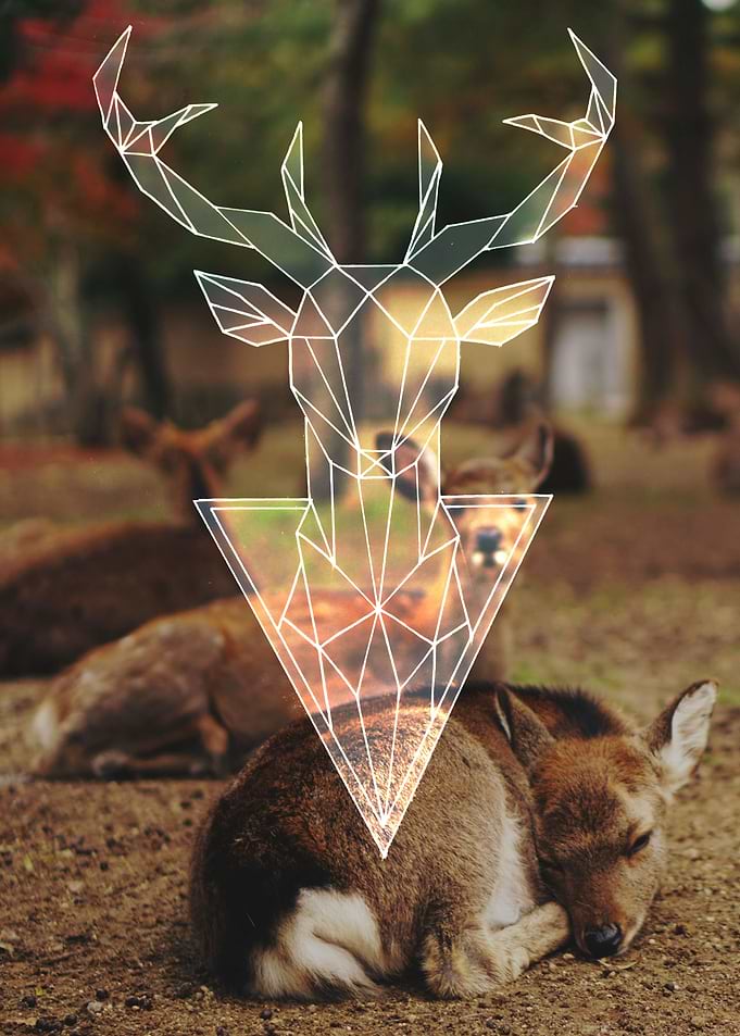 sleeping deer