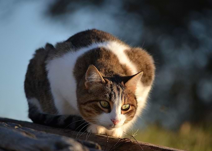 Cat