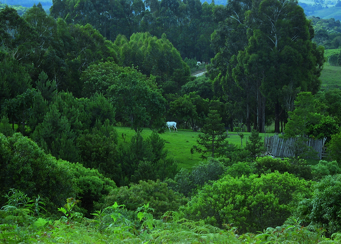 The Farm