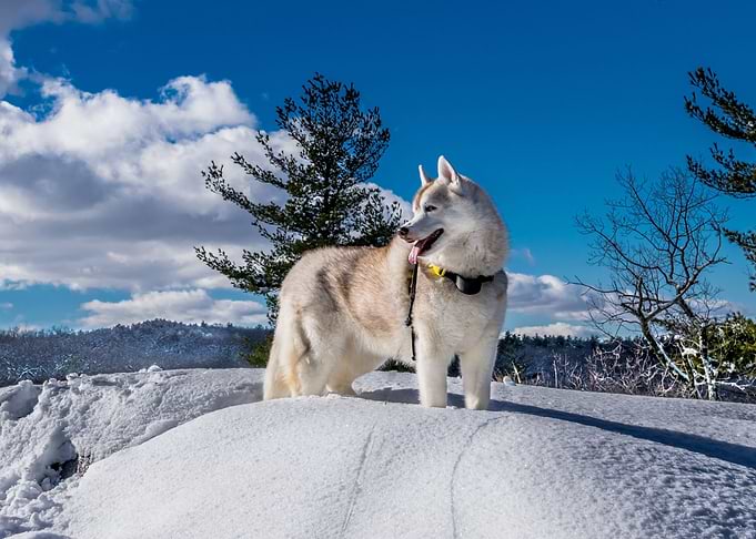 Dog