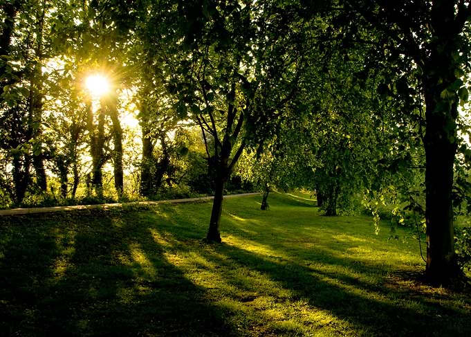 English Woodland