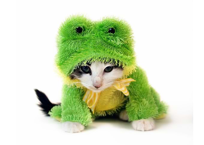 Baby cute kitten