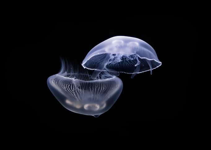 Jelly 78