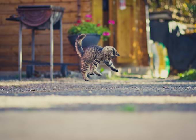 Cute Cat