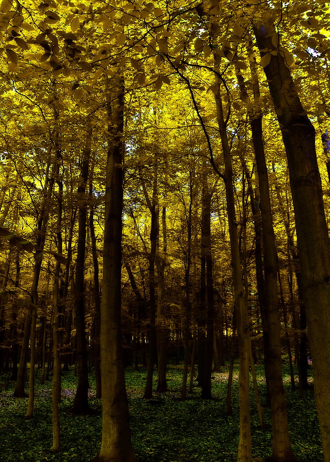 English Woodland