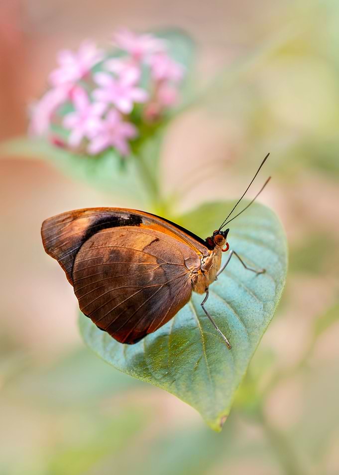 Resting on the leaf
