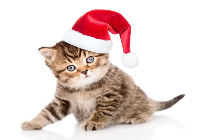 Cute baby kitten